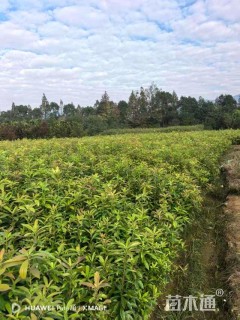 高度50厘米木荷小苗