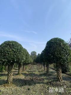 高度350厘米桂花柱子