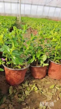 高度15厘米满天星