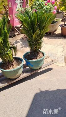 裸干高100厘米苏铁