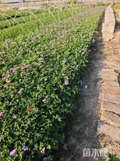 高度20厘米马缨丹