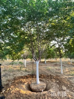 11公分染井吉野樱