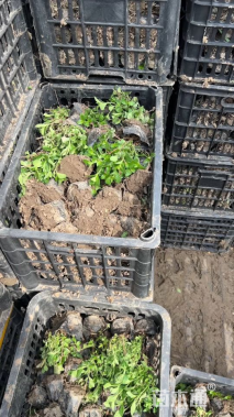 高度10厘米满天星