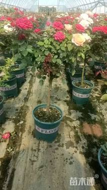 高度70厘米欧月小高杆月季