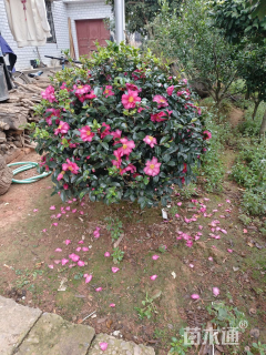 冠幅150厘米茶梅球