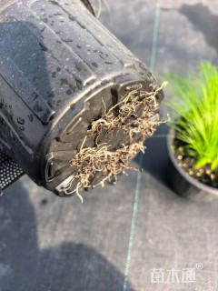 高度20厘米墨西哥羽毛草