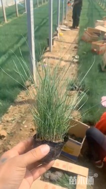 高度15厘米粉黛乱子草