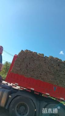 草卷状马尼拉草