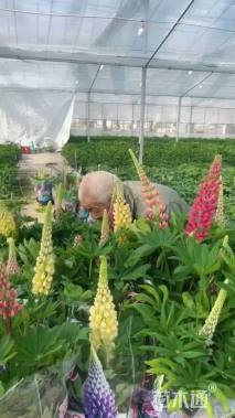 高度50厘米羽扇豆