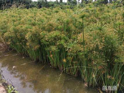 高度60厘米纸莎草
