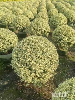 冠幅60厘米亮晶女贞球