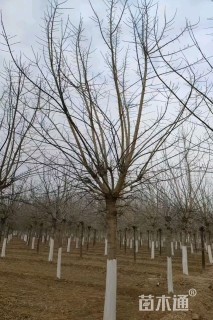 18公分金叶复叶槭