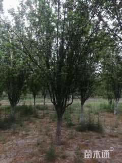 15公分西府海棠