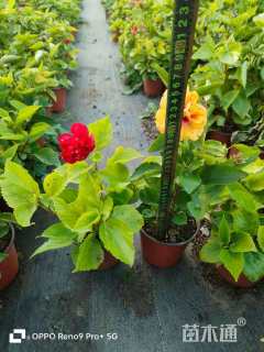 高度20厘米朱槿