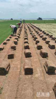 草卷状百慕大草