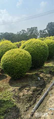 冠幅180厘米金冠女贞球