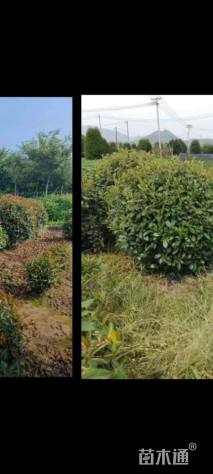 冠幅220厘米红叶石楠球