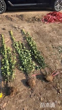 高度180厘米北海道黄杨