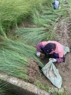 高度50厘米细叶芒