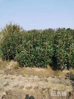 高度180厘米青珊瑚