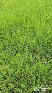 高度30厘米细叶芒