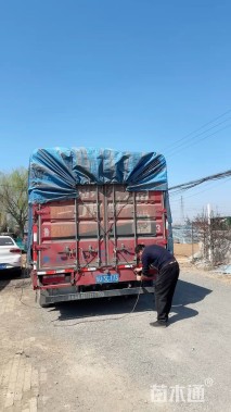 高度40厘米穗花婆婆纳