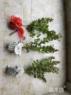 高度30厘米矮紫薇小苗