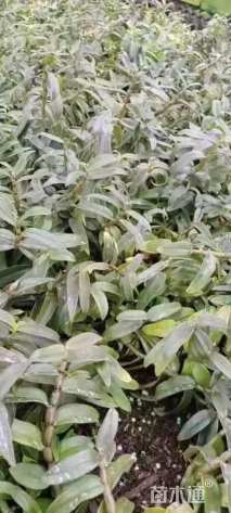 高度5厘米铁皮石斛