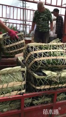 高度25厘米丰花月季