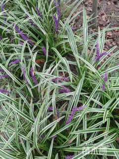 高度20厘米金边麦冬