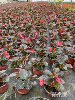 高度25厘米比格海棠