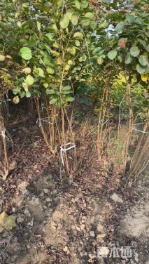 高度100厘米丛生黄栌