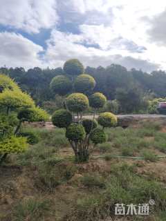 15公分造型亮晶女贞