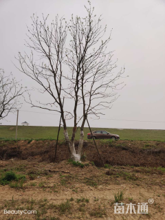移栽苗丛生乌桕