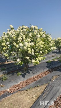 高度250厘米斗球