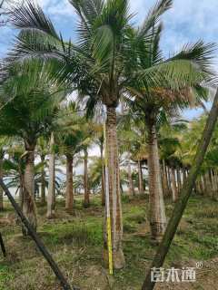 裸干高550厘米国王椰子