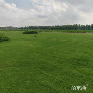 草毯状百慕大草