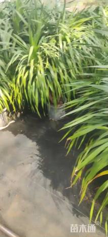 高度120厘米龙血树