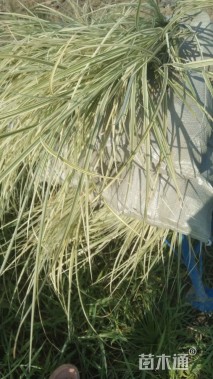 高度100厘米花叶芒