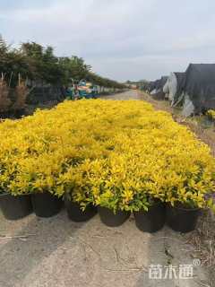 高度30厘米黄金枸骨