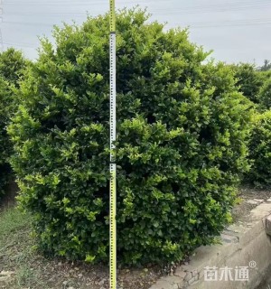 高度200厘米金森女贞