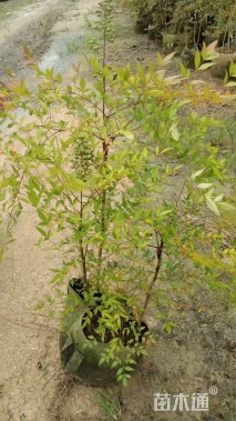 高度80厘米南天竹