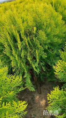 高度60厘米洒金柏