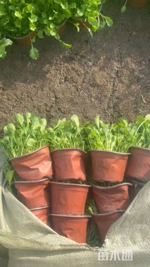 高度15厘米大滨菊