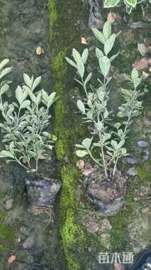 高度40厘米金边黄杨