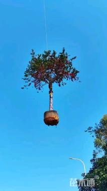 10公分红果冬青