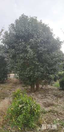 高度600厘米丛生大叶女贞