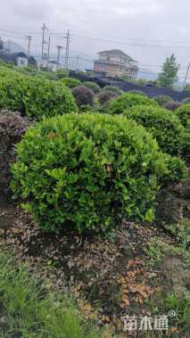 冠幅120厘米金森女贞球