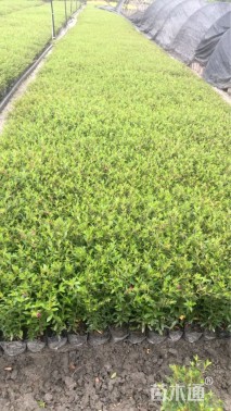 高度20厘米满天星