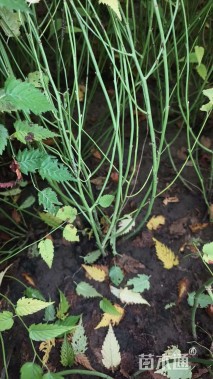 高度120厘米棣棠